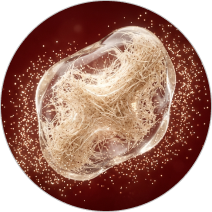 Psyllium